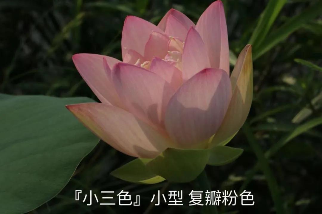 碗莲跟睡莲哪个适合鱼缸养鱼,睡莲和碗莲哪个适合在水缸养