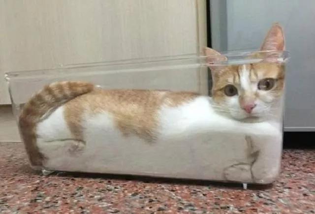 猫咪在地上蜷缩翻滚,猫咪在屋顶的视频