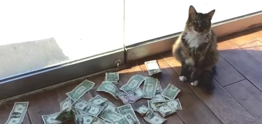 招财猫美国,招财猫可以招财