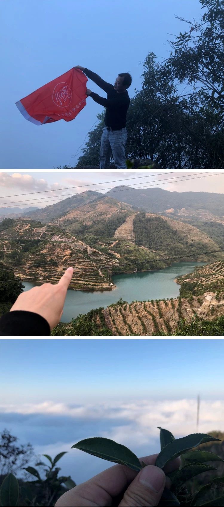 鸭屎香为什么这么难喝,鸭屎香哪里的最好喝