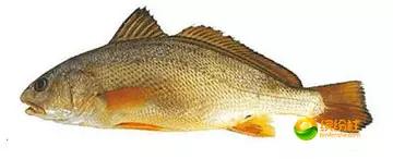 舟山海鲜代加工攻略,最全舟山海鲜攻略