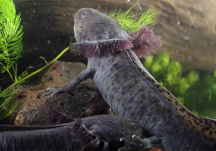 六角恐龙宠物,宠物六角恐龙