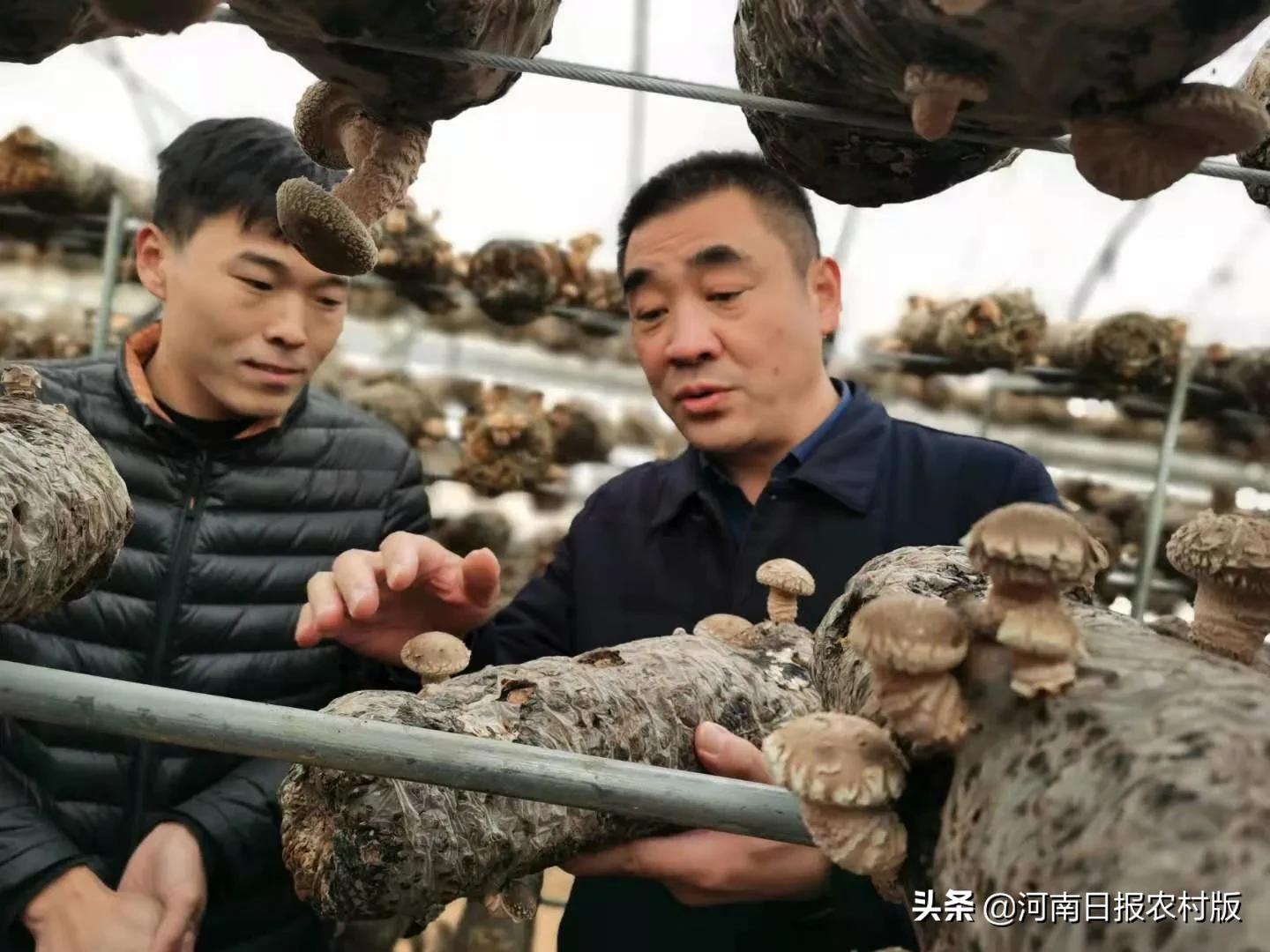 河南尉氏：大学生返乡创业，带领村民脱贫致富