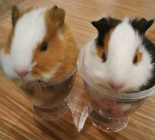 荷兰猪用什么颜色的笼子饲养更好,迷你荷兰猪饲养和育种的专业建议