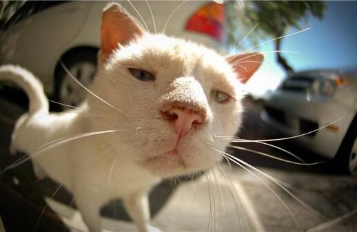 猫咪的胡须被剪掉还能长出来吗,如果揪猫咪胡须猫咪会有什么反应