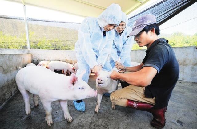 氨气是引发猪群呼吸道疾病的主要诱因,但还有其它因素