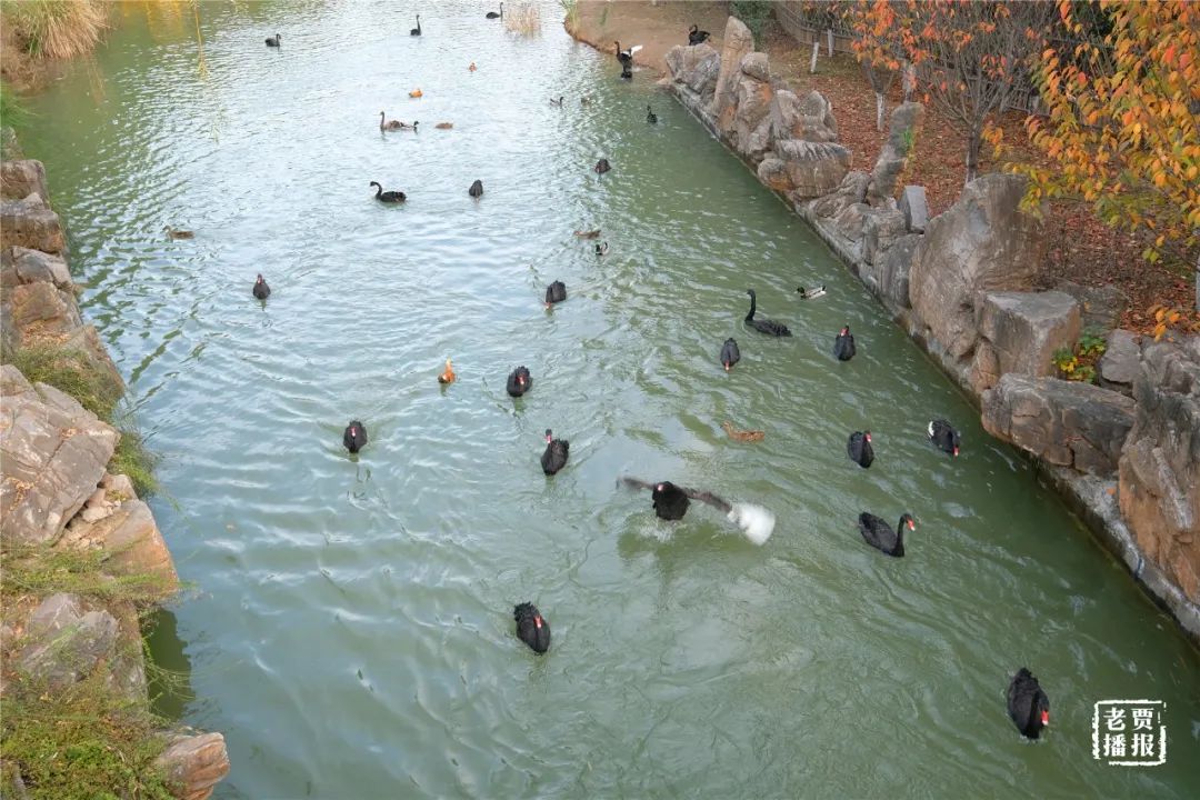 洛阳最新免费公园,洛阳公园免费