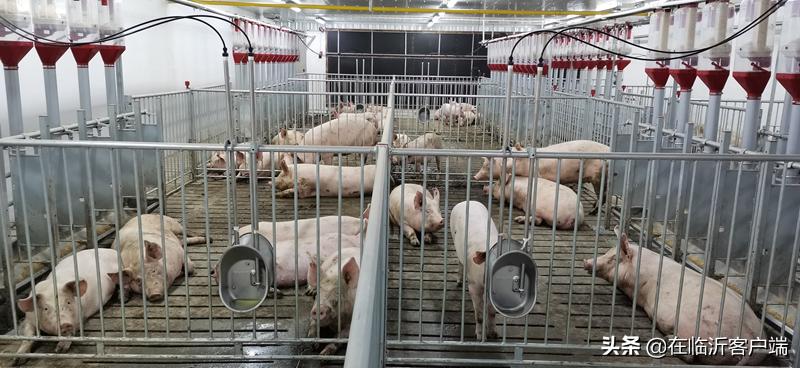 猪命贵！涨价的背后：生猪养殖行业的利润史无前例，屠宰企业赔钱来满足市场供应，屠宰一头猪赔100元左右