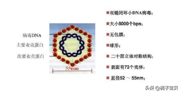 女人宫颈感染hpv的症状,女性宫颈hpv如何感染