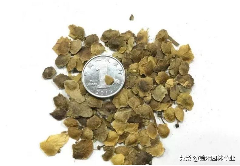 适合盐碱地的植物有哪些,绿化草耐旱品种