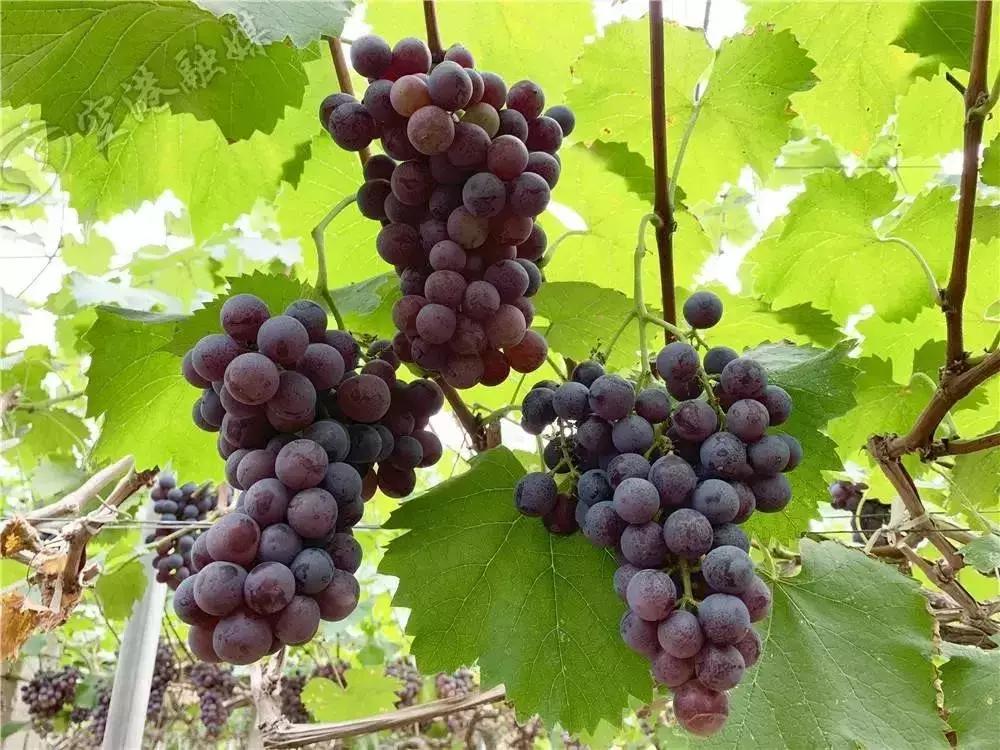 初夏时节果飘香采摘尝鲜正当时,红提采摘园