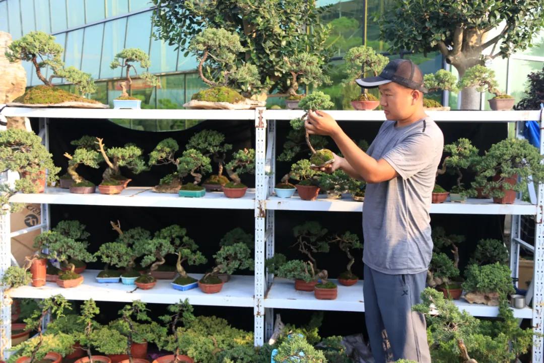 花木盆景活动,秋冬季花木节盆景展