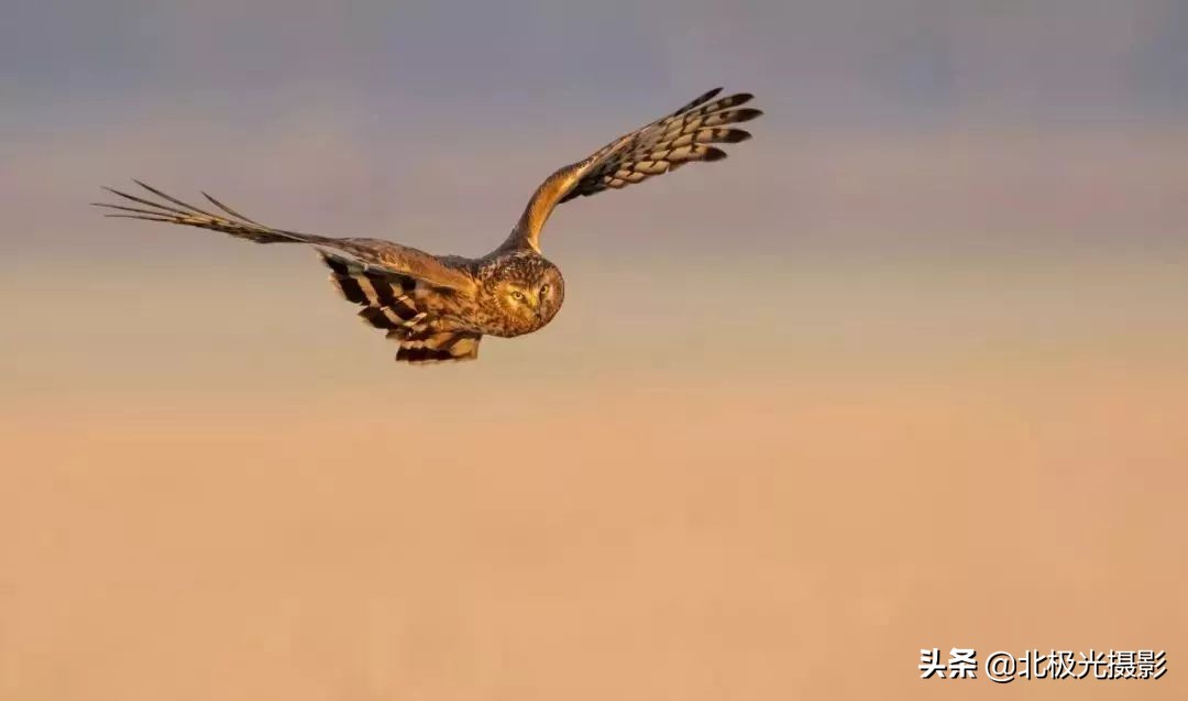 拍摄鸟类照片技巧,拍摄鸟儿照片技巧