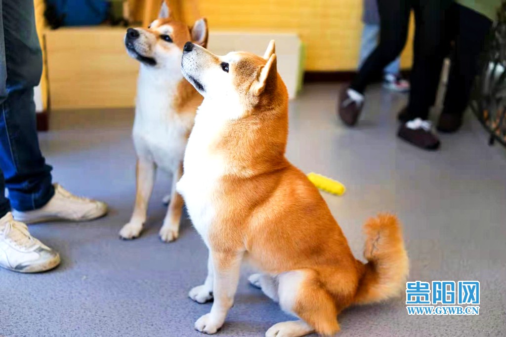 贵阳狗咖排名,成都比较好的猫咖狗咖