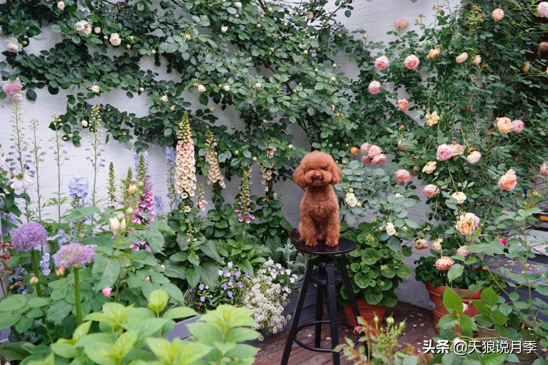 如何打造四季开花的花园,如何打造四季都有花的花园