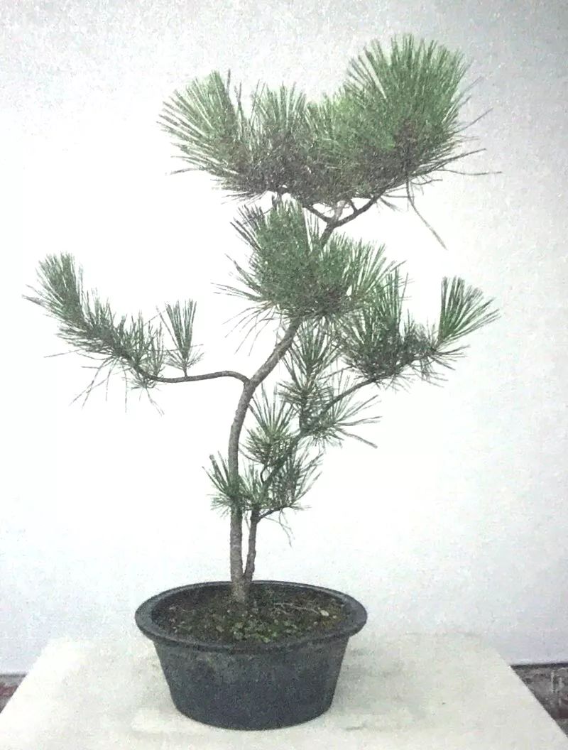 1000元左右黑松盆景,黑松基地黑松盆景