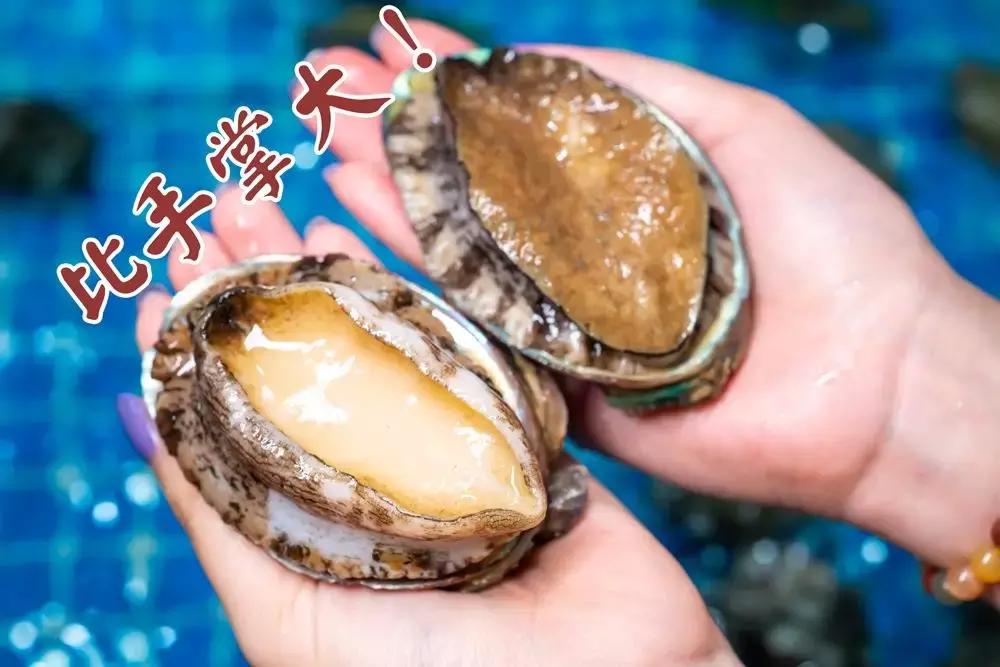 6头鲍鱼1斤多少钱,6头鲍一斤多少钱