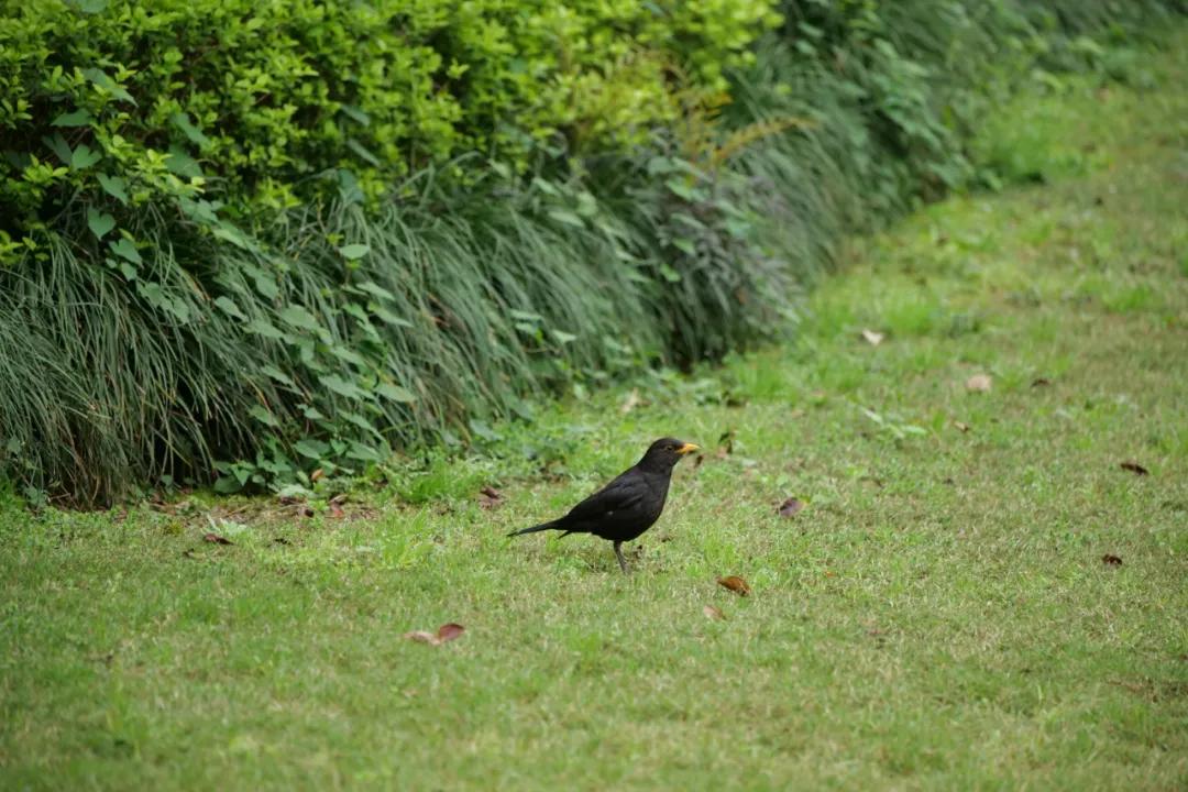 松下有哪些全幅变焦镜头,松下70-200f2.8