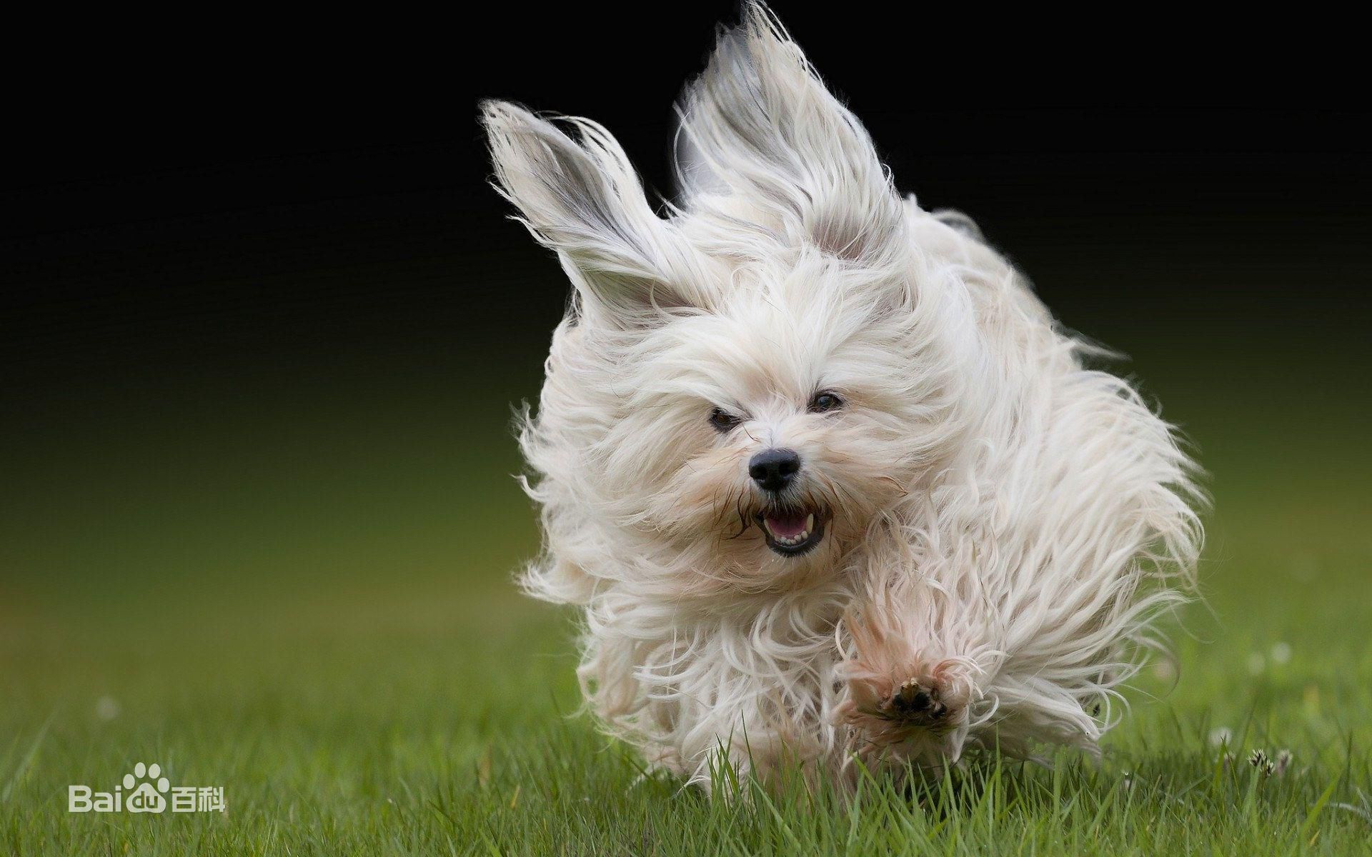 宠物狗小型犬品种排名大全及图片,性格温顺的小型犬有哪些