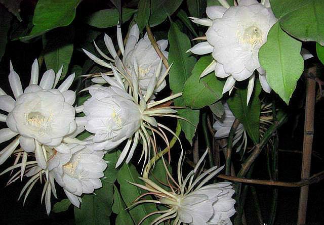 昙花一现好漂亮,昙花一现让你惊艳