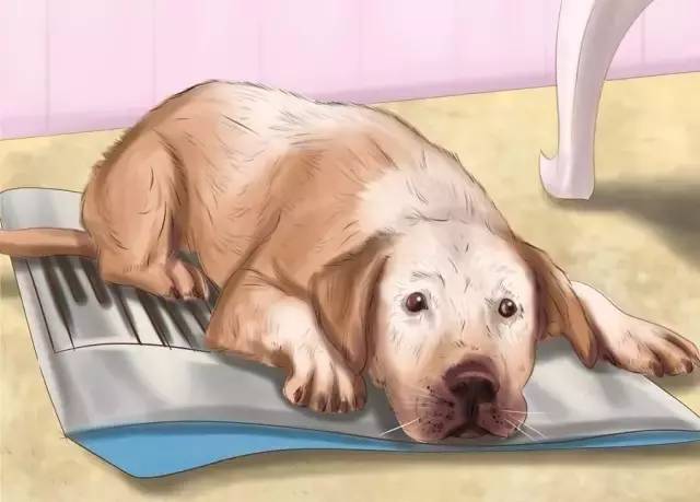 狗狗难产会有怎样的症状,狗狗会有急产吗