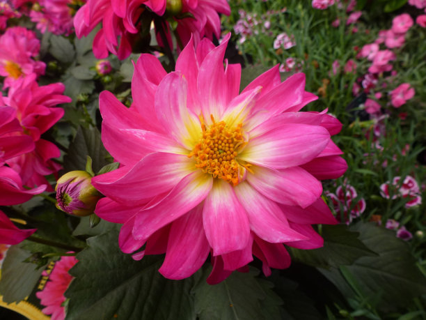 初中文言文一词多义180字,初中文言文一词多义的词