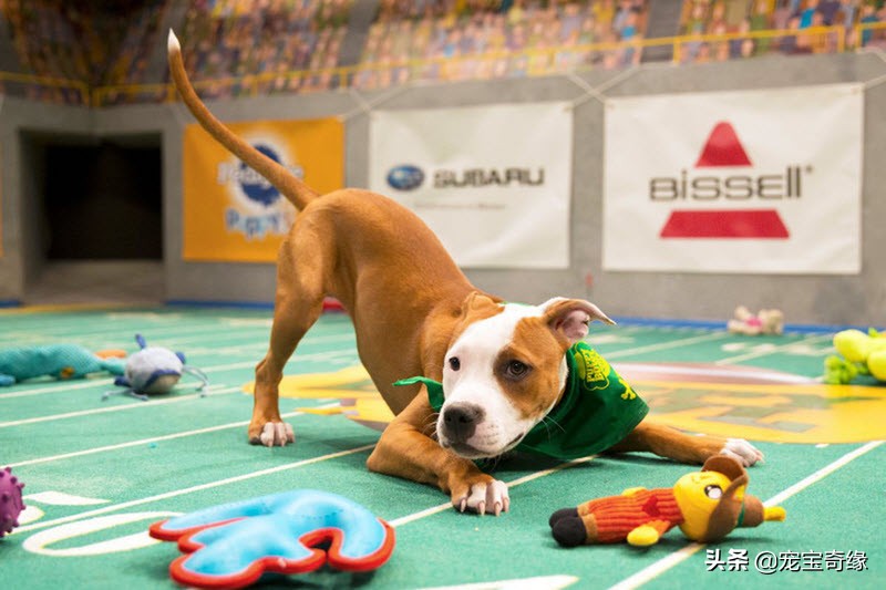 国外狗狗敏捷比赛,狗狗敏捷大赛罗威纳