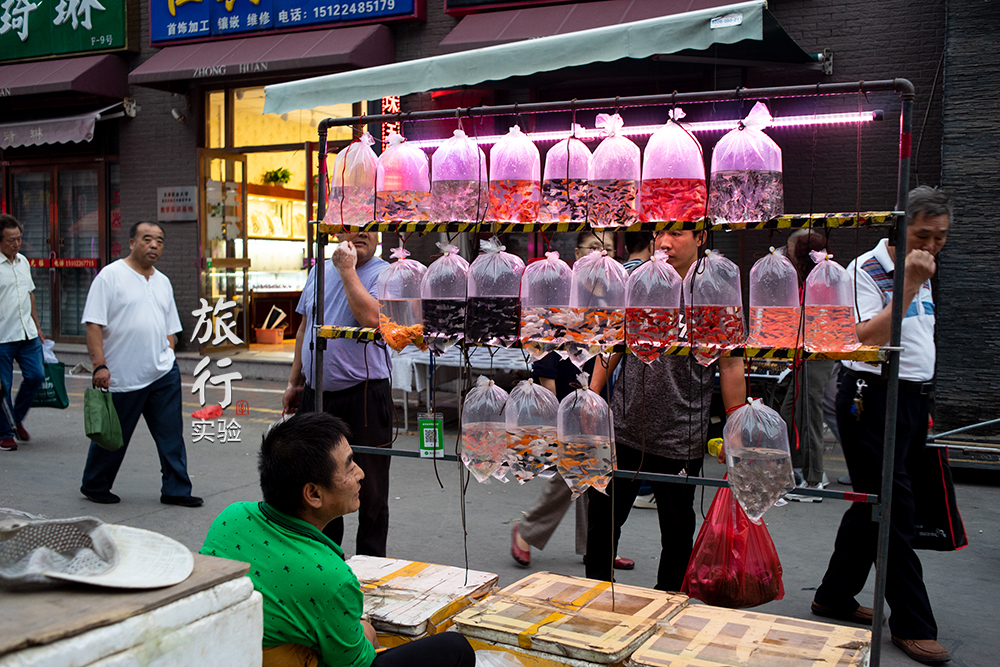 一周一次的宠物市场,天津适合带宠物去游玩的地方