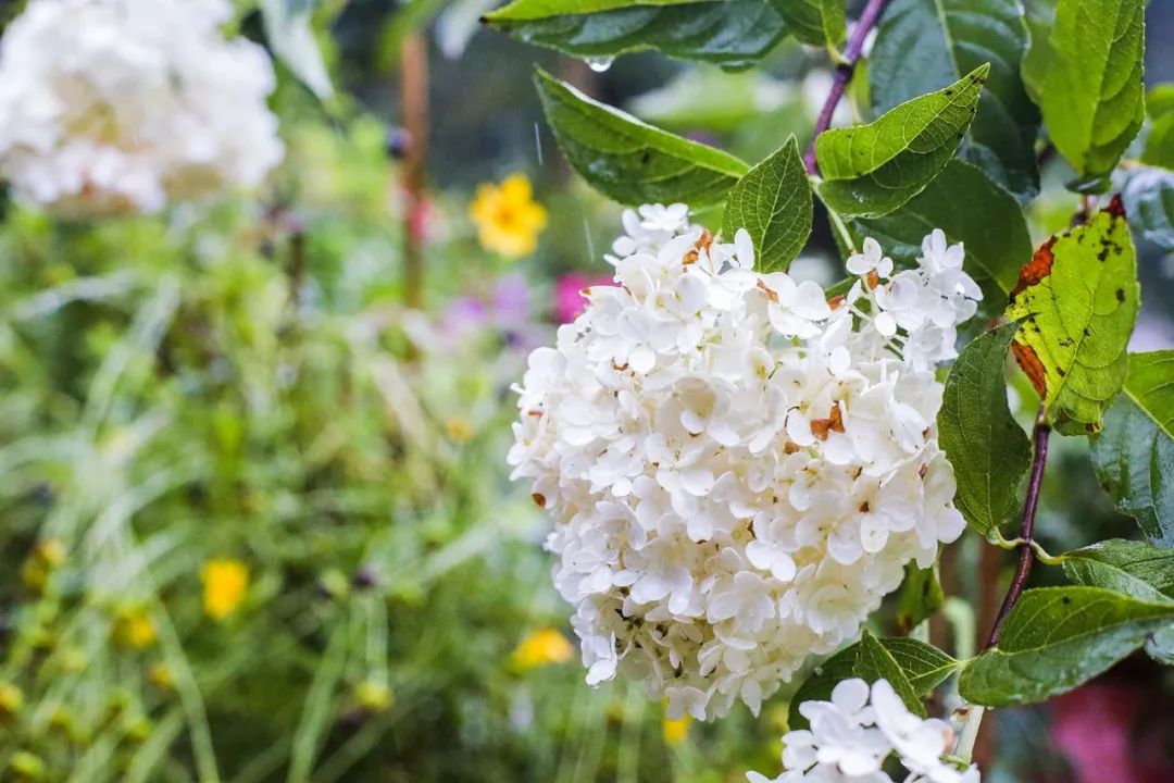 一个安徽爷爷，花1万块种出5000㎡私家花园，被评为中国最美