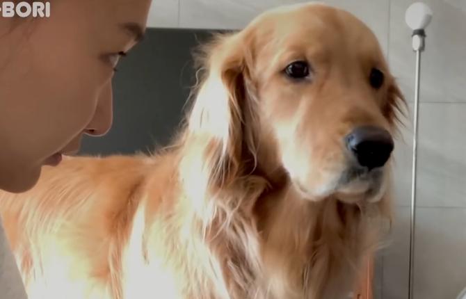 女主人生孩子后宠物的反应,女主人生了宝宝狗狗会咬吗