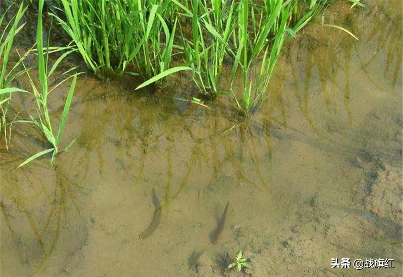 水牛深受蚂蟥之害,大学生好心涂敌敌畏,不料水牛中毒身亡