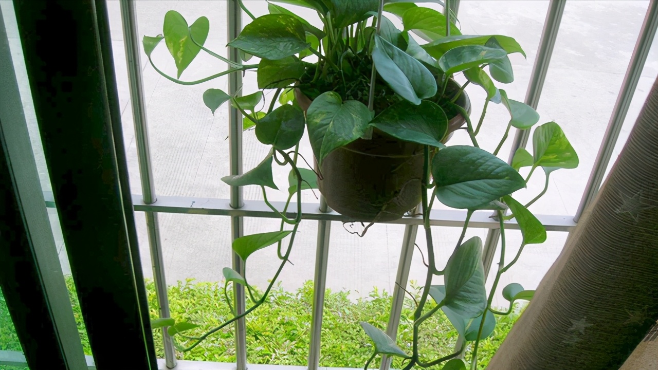 春季翻盆换土的花,哪些花适合在秋季换盆