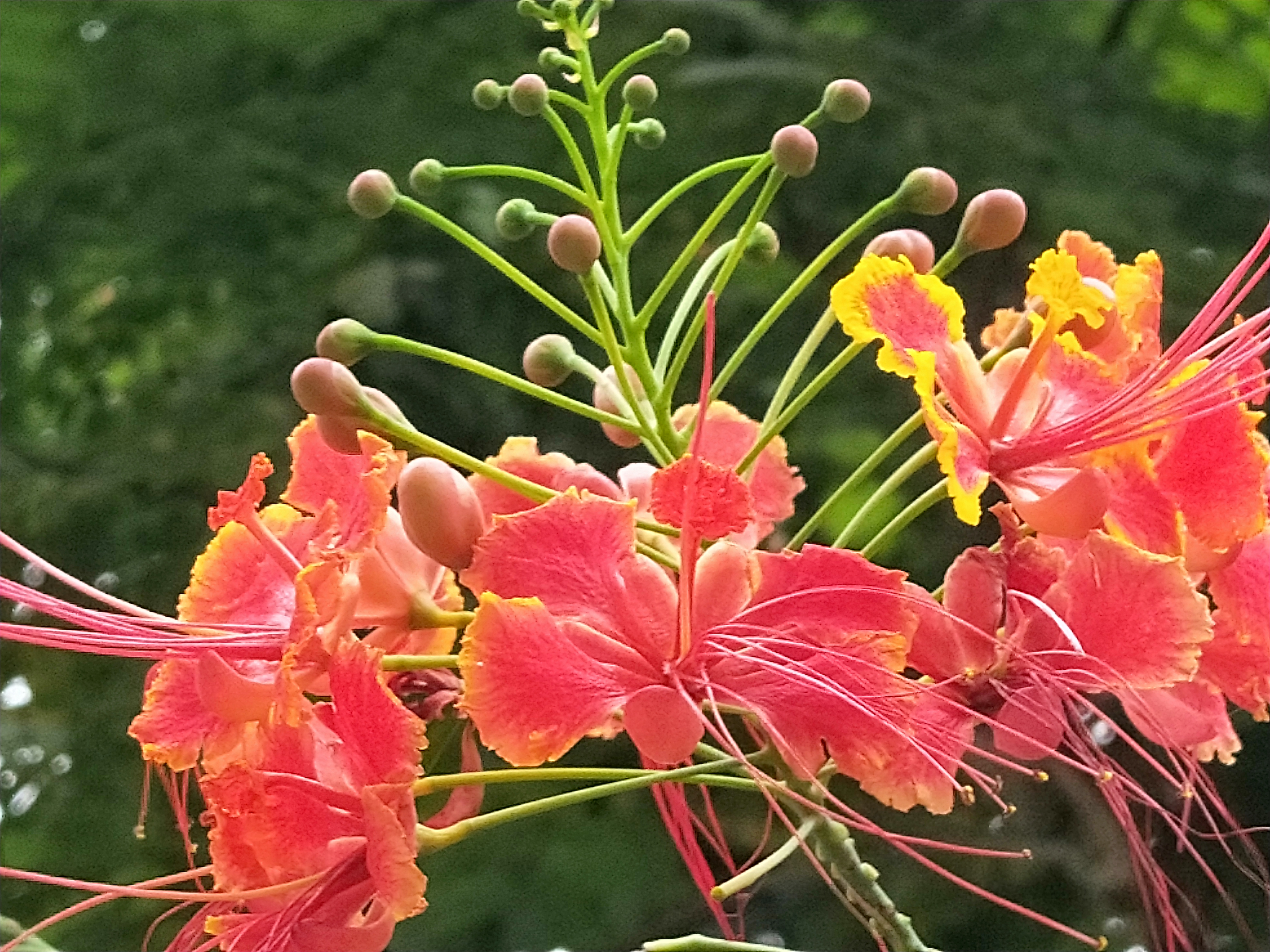 满树红红的花,满树盛开的石榴花