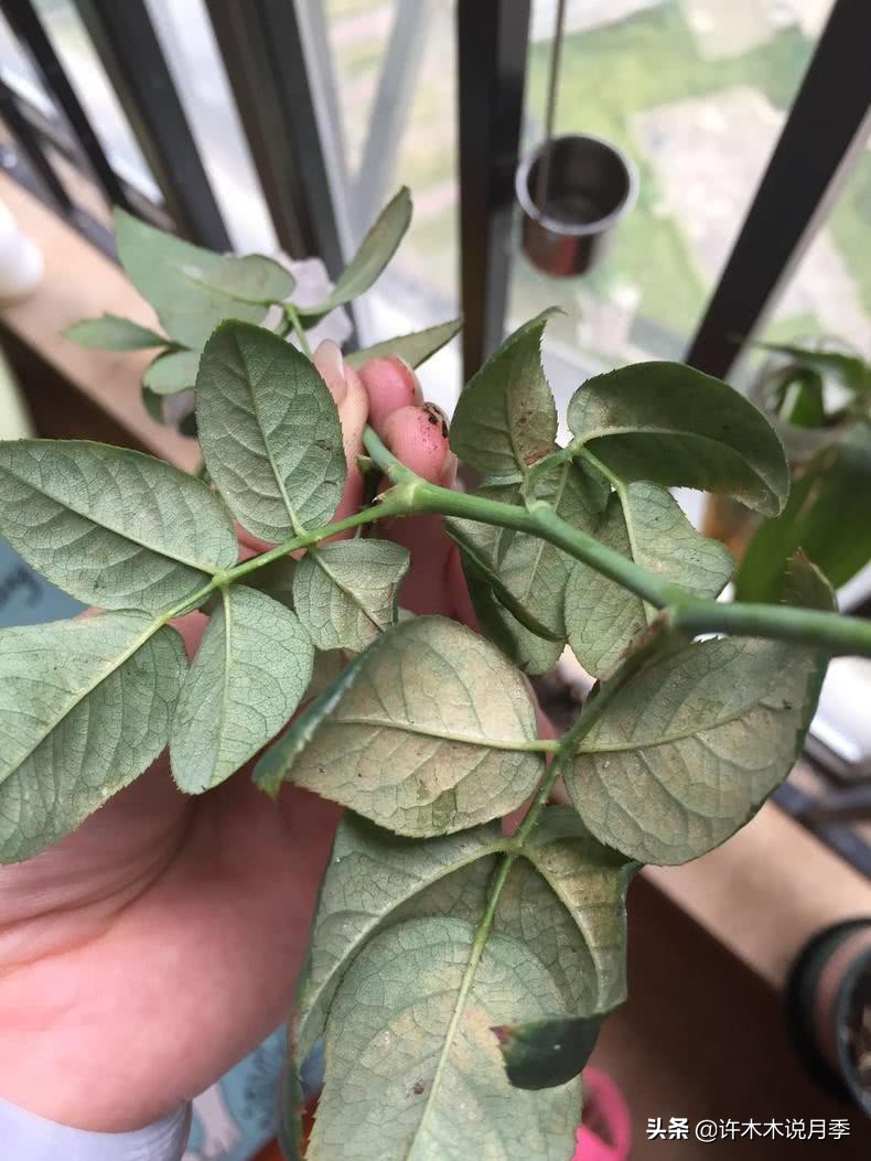 月季红蜘蛛紧急处理,月季红蜘蛛怎么预防