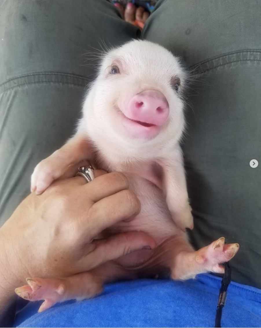 可爱的小动物超萌图片,一组可爱的动物萌照