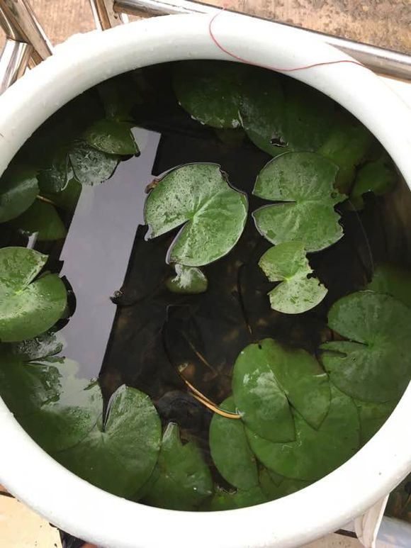 睡莲开花的方法和注意事项,睡莲夏天为什么不开花