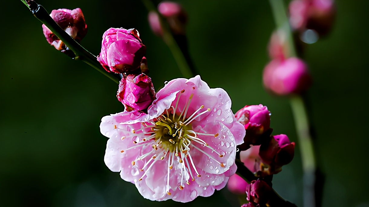 2019年姓鄢女娃名字,姓鄢的名字大全