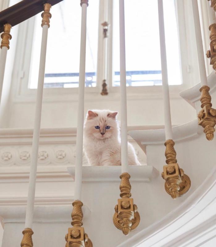 老佛爷卡尔生平,老佛爷卡尔为什么叫老佛爷