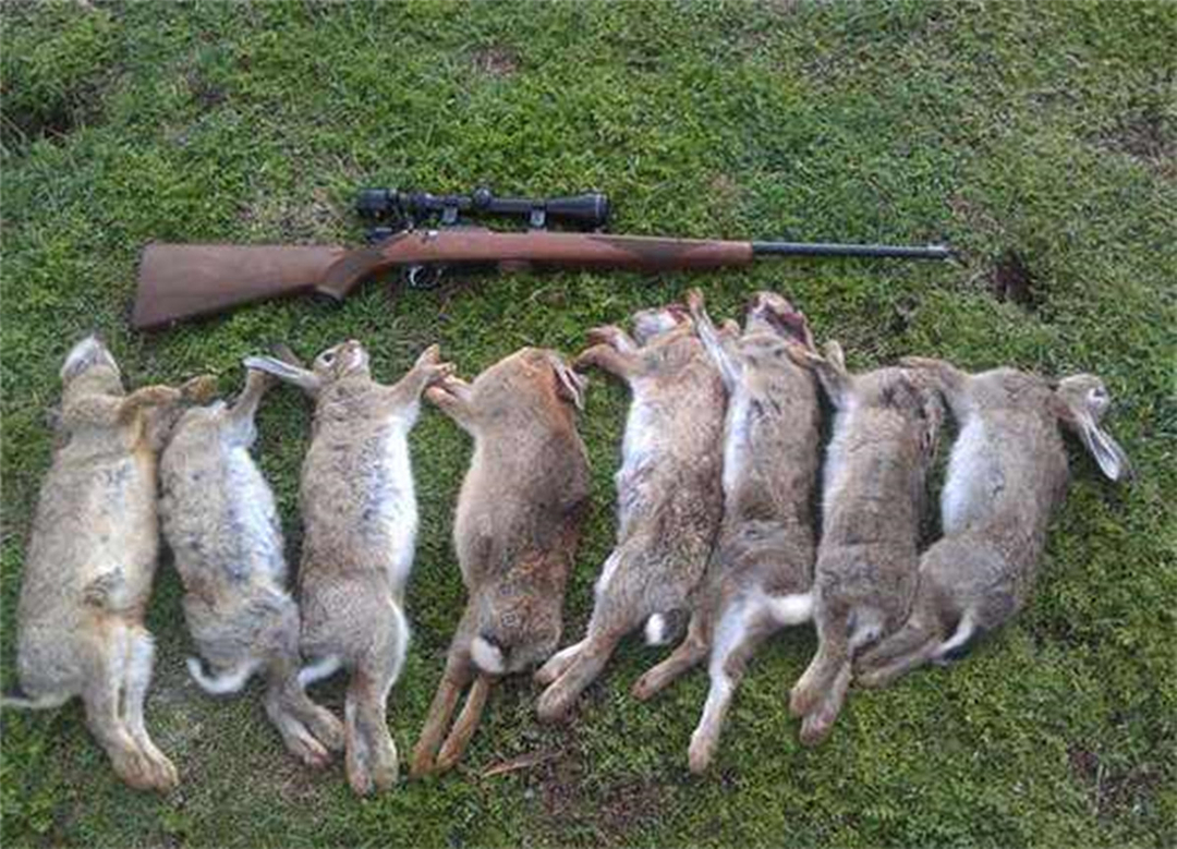 澳大利亚的野兔为什么会泛滥成灾,澳洲野兔泛滥成灾到底有多疯狂