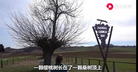 6个不可思议的超自然现象,6个不可思议的古老生物