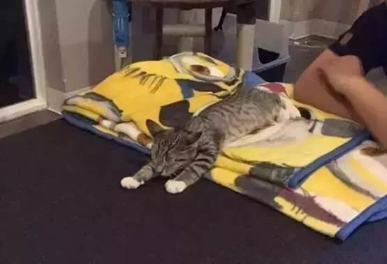 猫中最厉害的是橘猫吗,最胖的猫排名前十