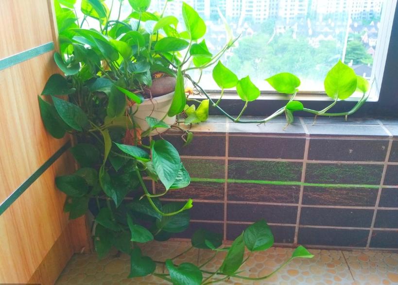 春天绿萝怎么养从以下几点入手,春天家里养绿萝7天喷一次叶面肥