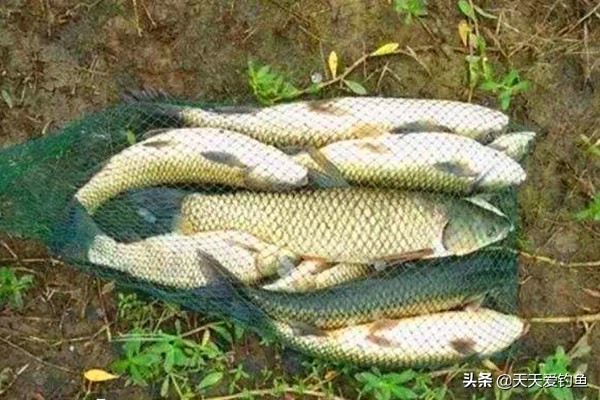 野钓草鱼的最好方法和技巧,野钓草鱼的技巧钓鱼饵料配方