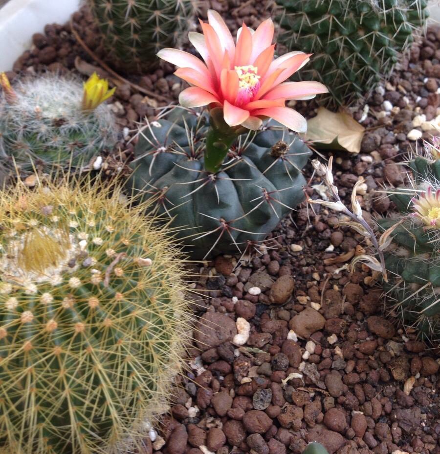 养仙人球运气好吗,仙人球养殖方法和浇水方法图片