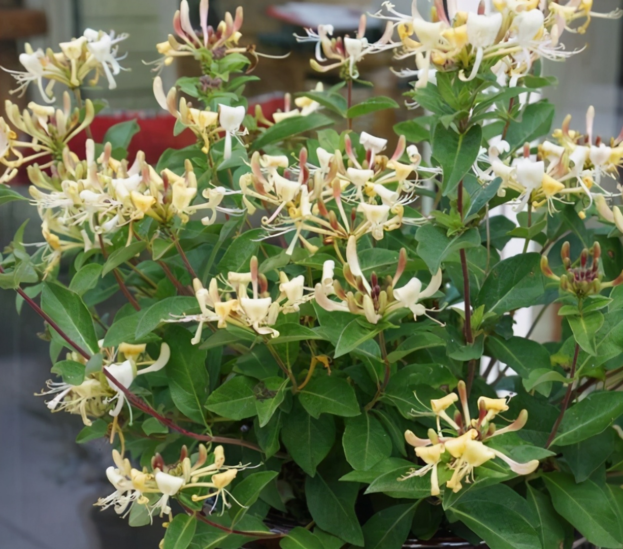 有种什么草泡水喝去火,枝叶清热去火的植物