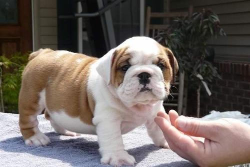 法斗犬与英斗犬的区别,英斗犬和法斗的区别