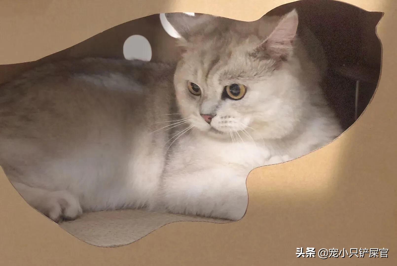 猫咪的下巴脏怎么处理,猫咪的下巴怎么清洁