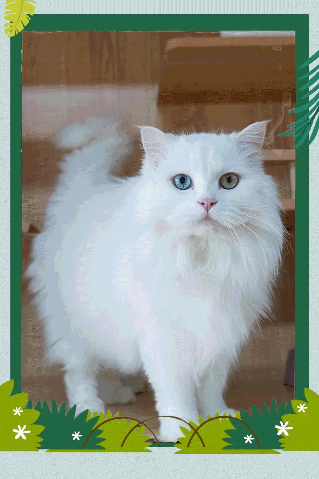 五一萌宠游园会,五一萌宠节