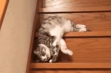 众所周知的猫咪,猫咪是液体也是固体