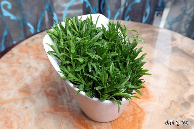 阳台种一年四季都可以吃的菜,10种阳台养什么菜好看